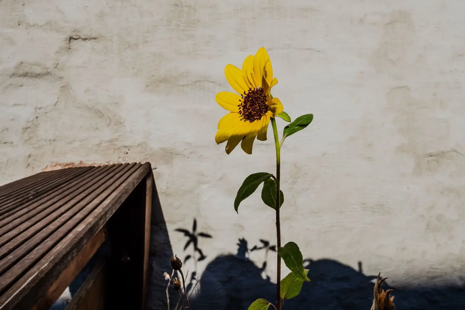 A single sunflower against a sunlit plaster wall